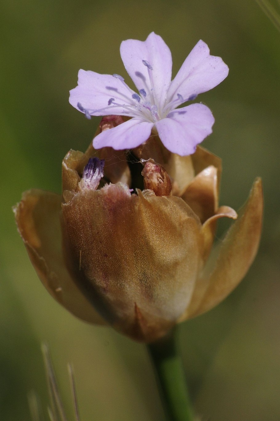 Petrorhagia prolifera