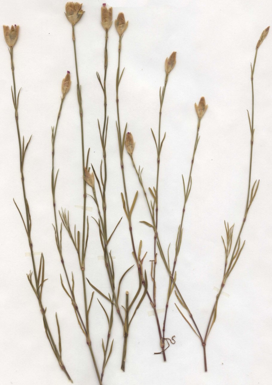 Herbarium specimen