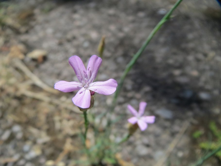 Гибралтарская смолевка (silene tomentosa)
