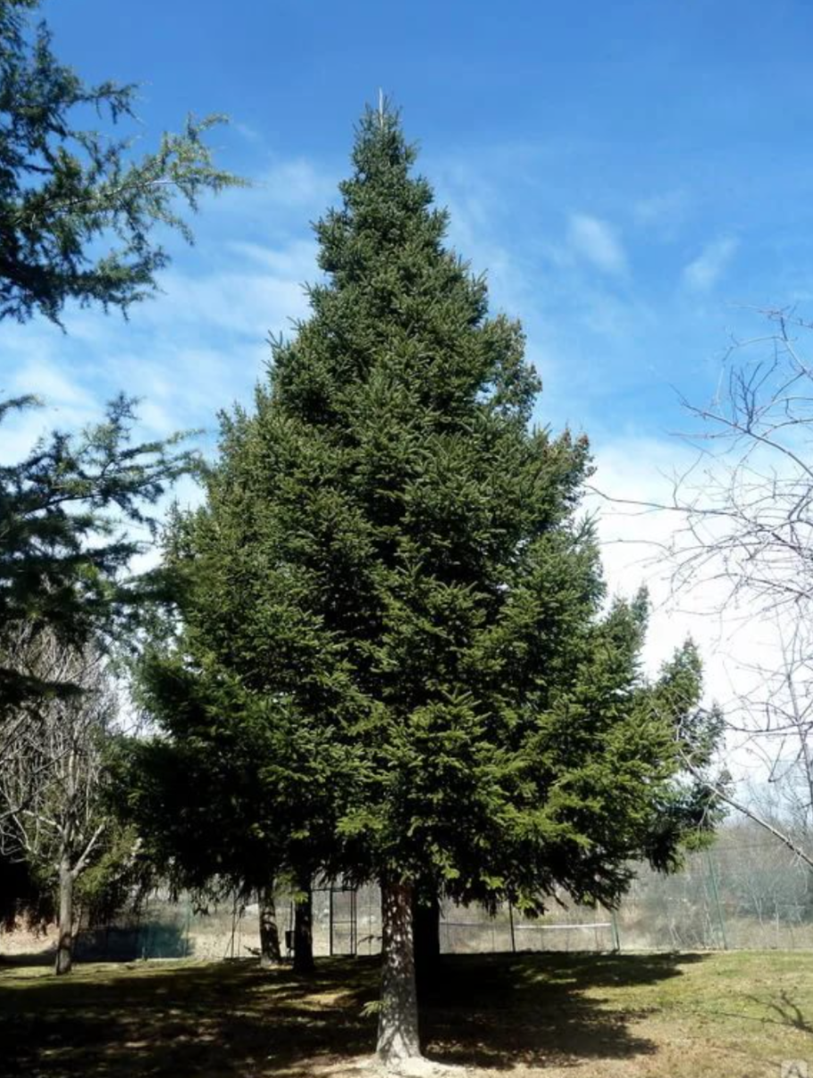 Псевдотсуга Мензиса (дугласия) – Pseudotsuga menziesii