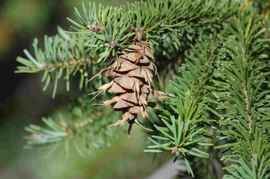 Pseudotsuga menziesii