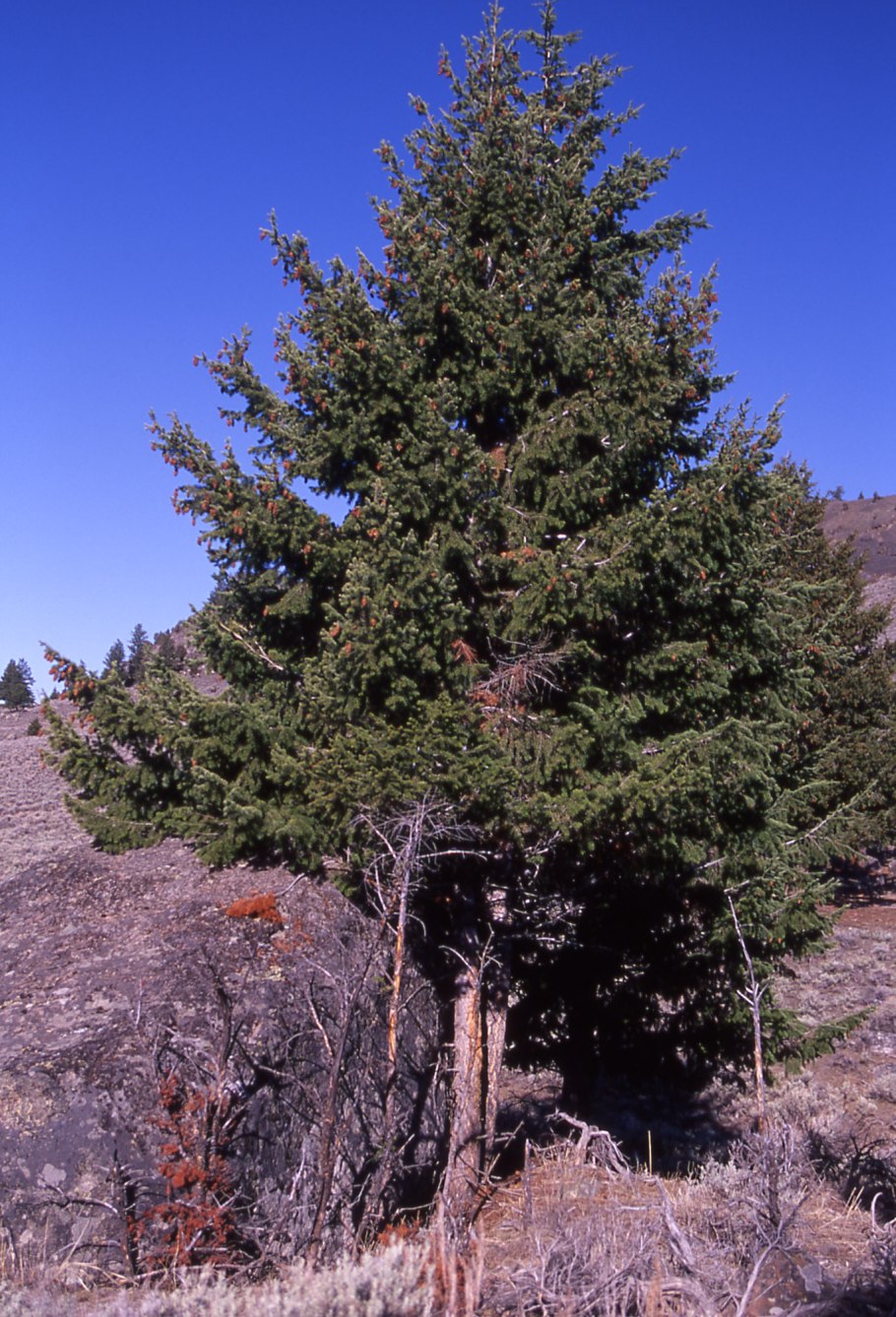 Псевдотсуга Мензиса (Pseudotsuga menziesii)