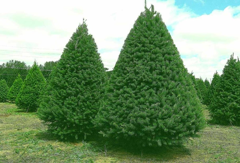 Дугласова пихта