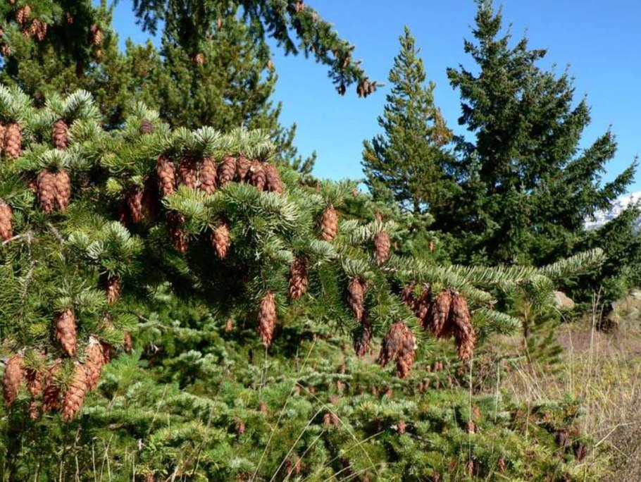 Псевдотсуга (ель Дугласа)