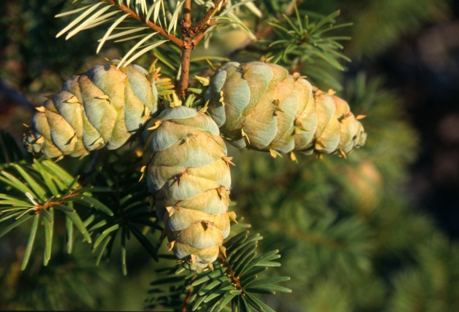 Лжетсуга Мензиса