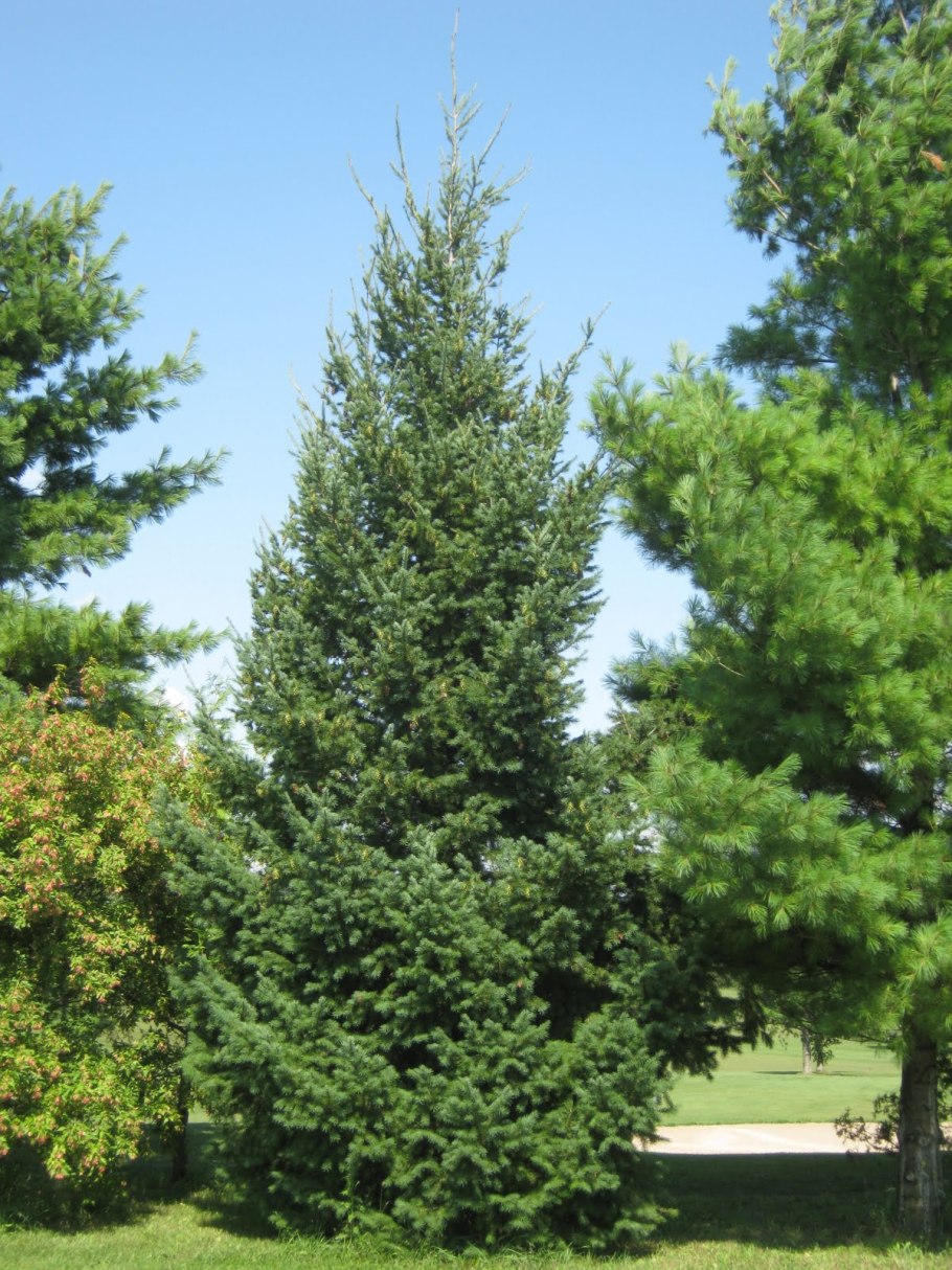 Псевдотсуга Тиссолистная голубая