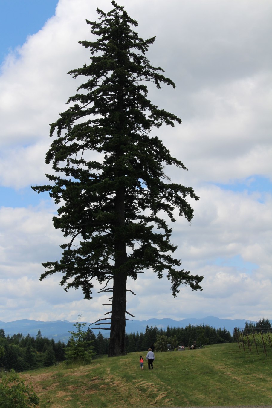 Елка Псевдотсуга