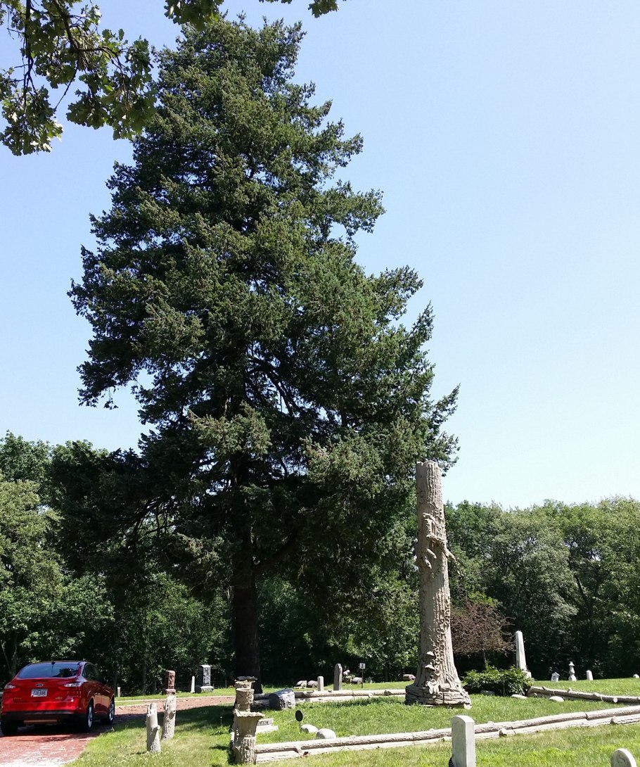 Пихта дугласова мебель