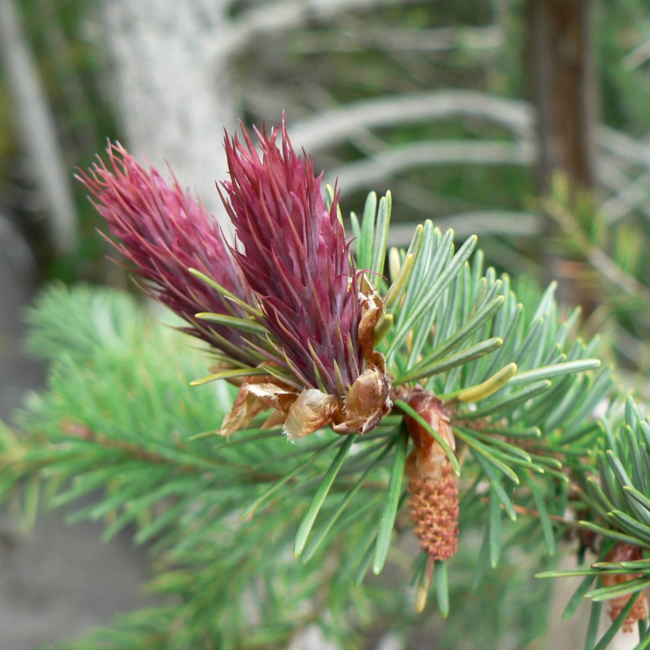 Дугласия Мензиса