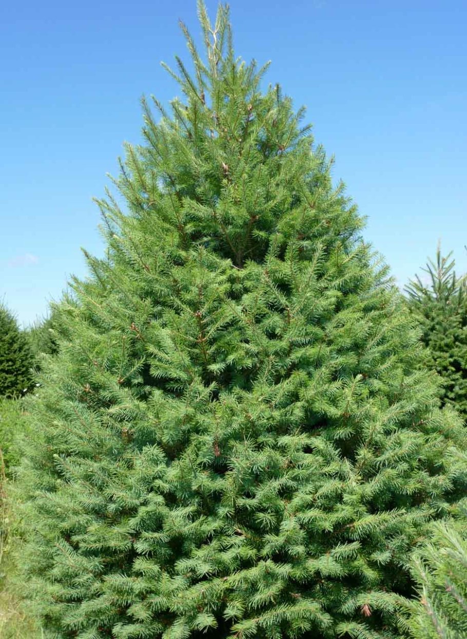 Псевдотсуга Мензиса дугласия