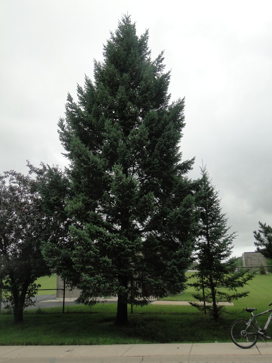 Псевдотсуга Хоффман