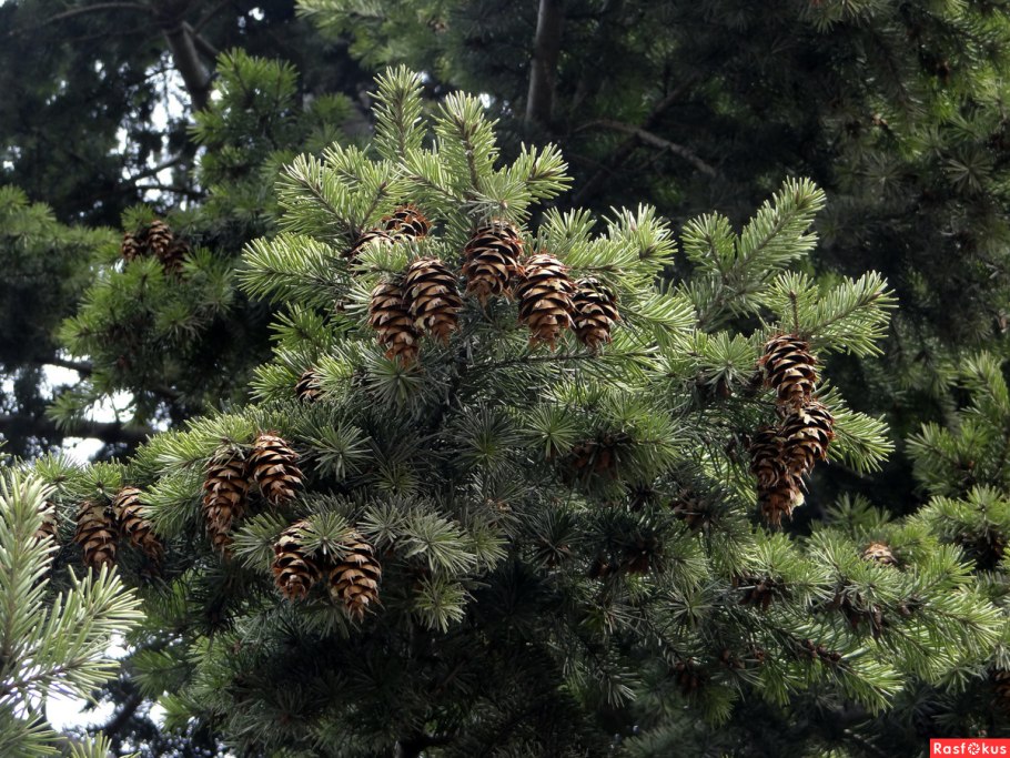 Хвойные растения россии