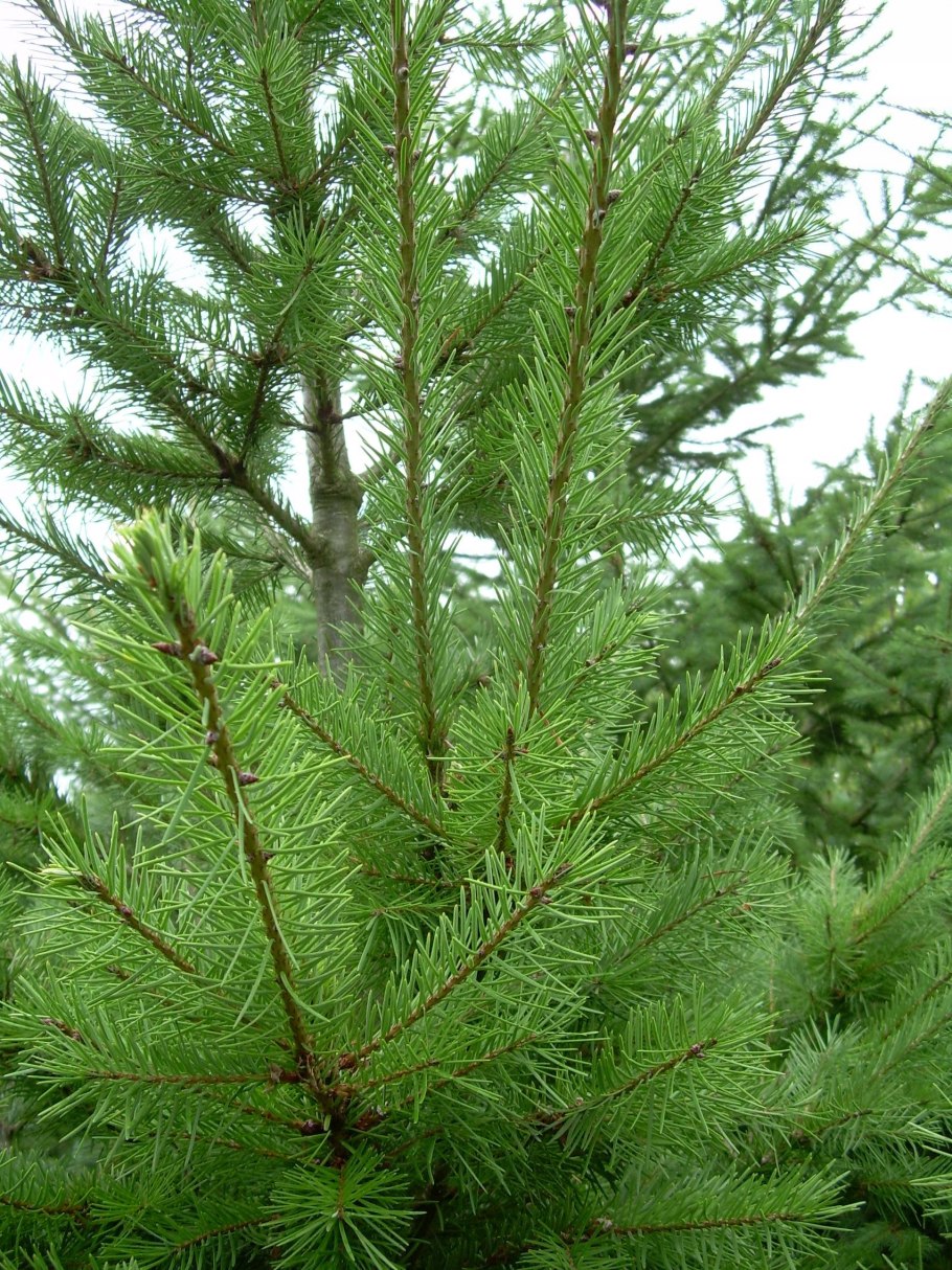 Лжетсуга Мензиса