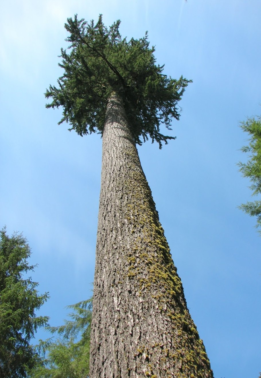 Pseudotsuga menziesii