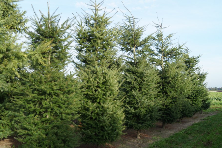 Coast Douglas-fir Pseudotsuga menziesii: