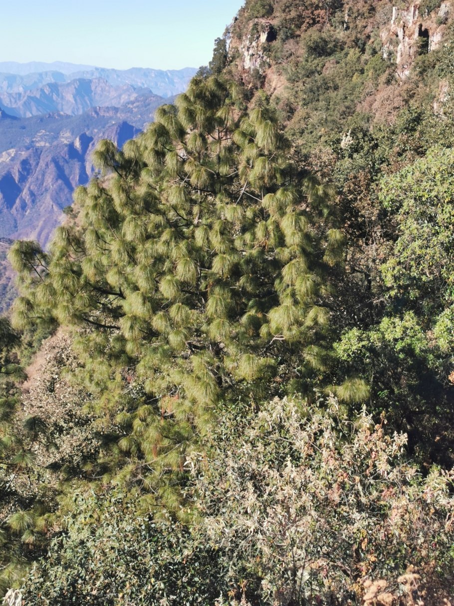 Псевдотсуга (ель Дугласа)