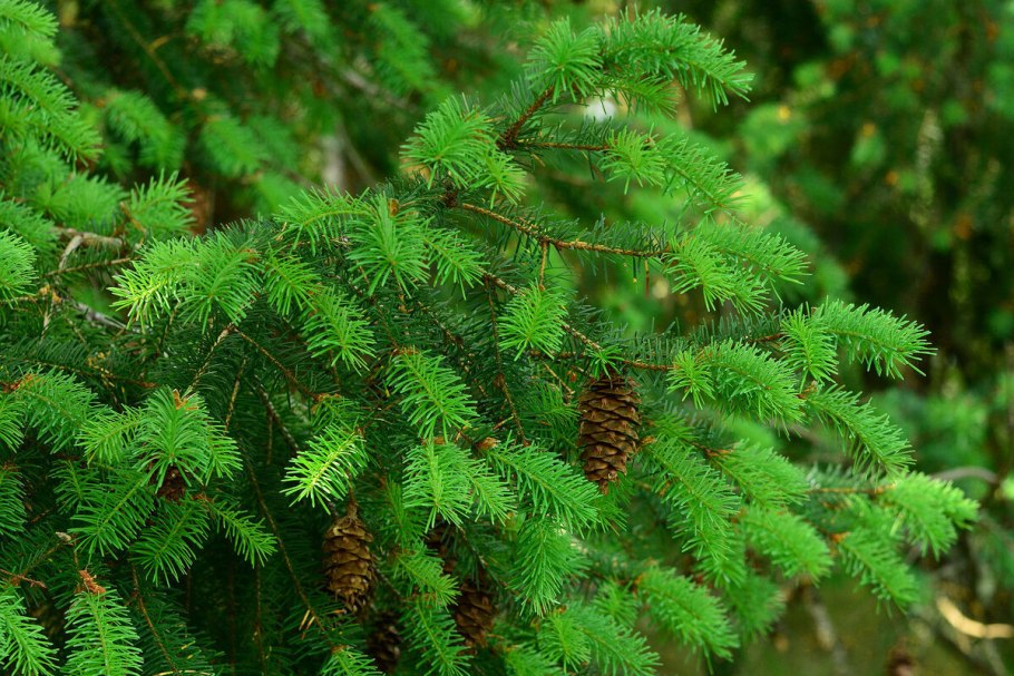 Пихта Дугласа голубая