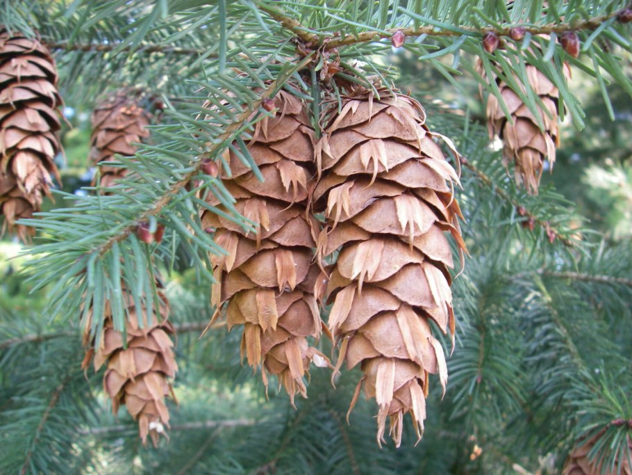 Пихта Дугласа