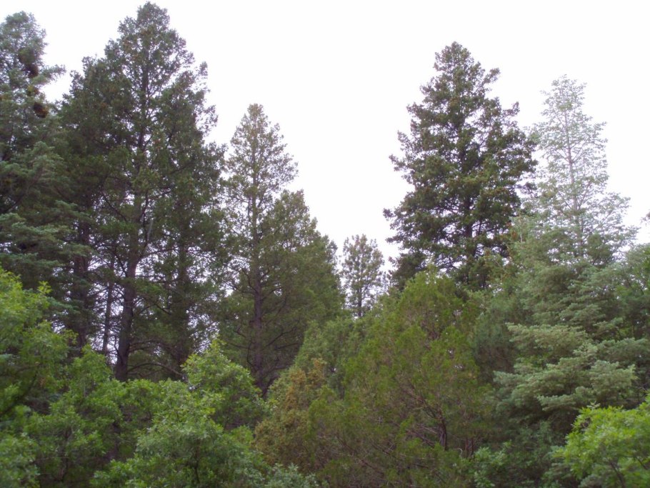 Псевдотсуга Мензиса сизая