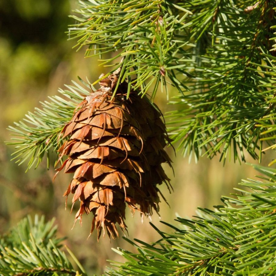 Лжетсуга Мензиса