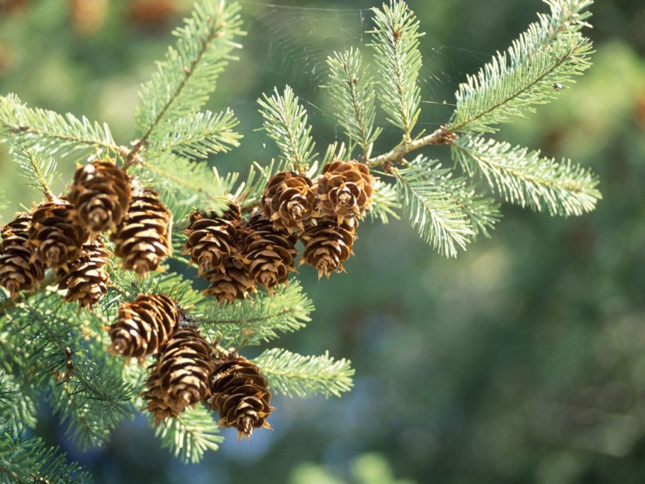 Псевдотсуга Мензиса дугласия