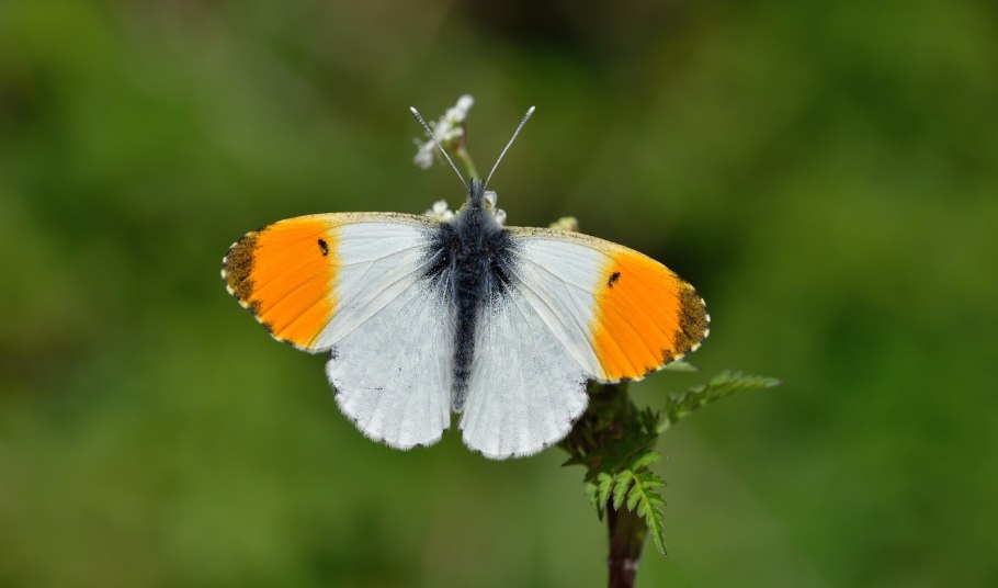 Anthocharis Cardamines