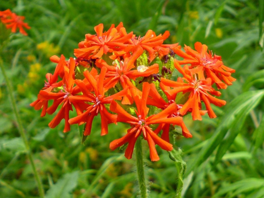 Lychnis chalcedonica