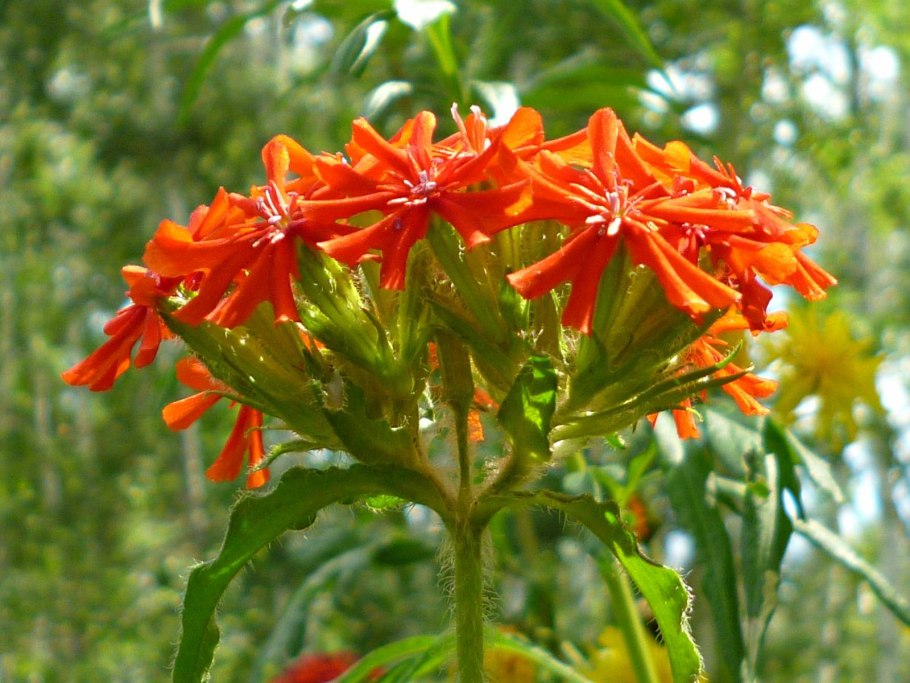 Lychnis chalcedonica l.