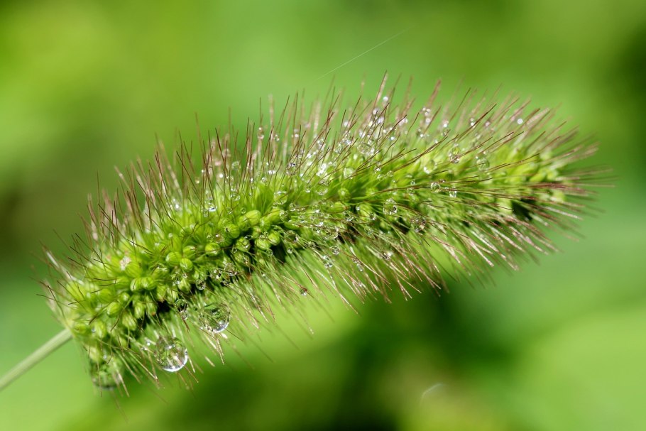 Лисохвост Луговой (Alopecurus pratensis).
