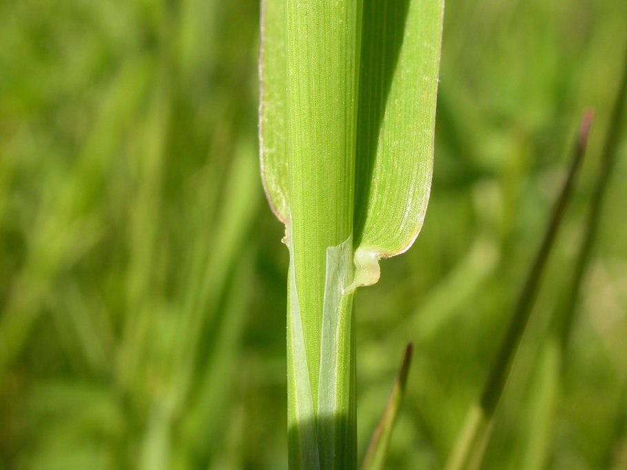 Лисохвост Луговой (Alopecurus pratensis ‘Aureovariegatus’)