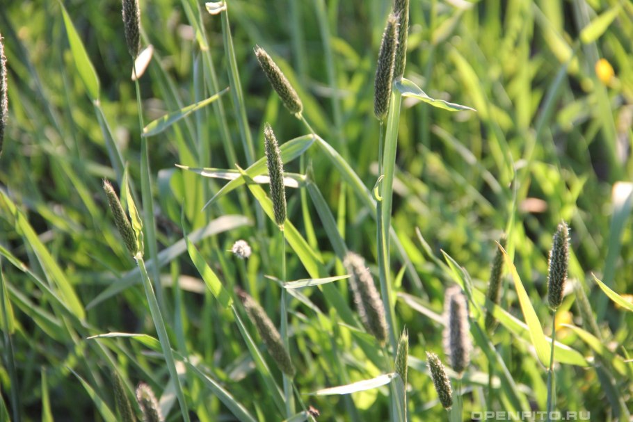 Лисохвост луговой alopecurus pratensis
