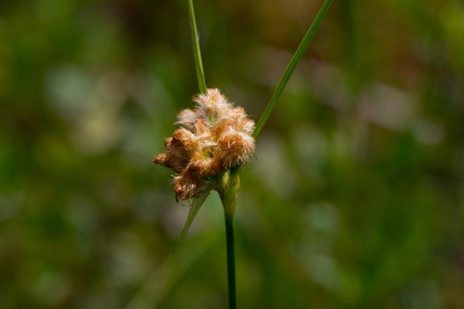 Осока пузырчатая