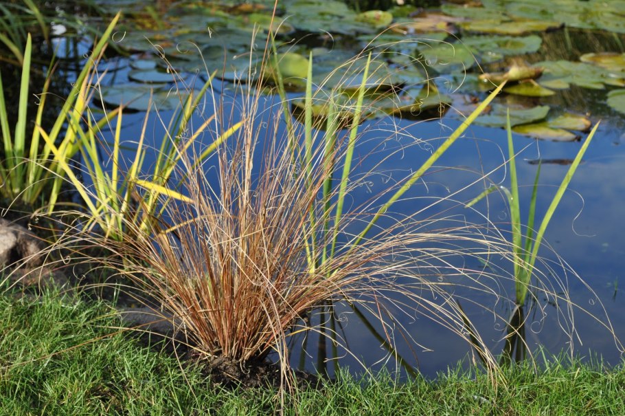 Ситник развесистый juncus effusus