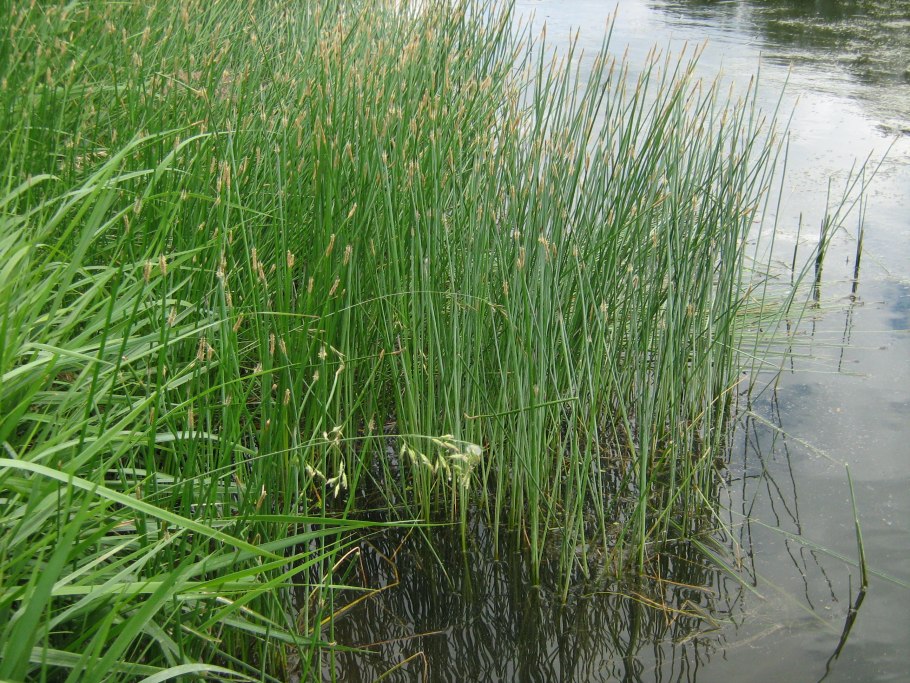 Eleocharis mamillata
