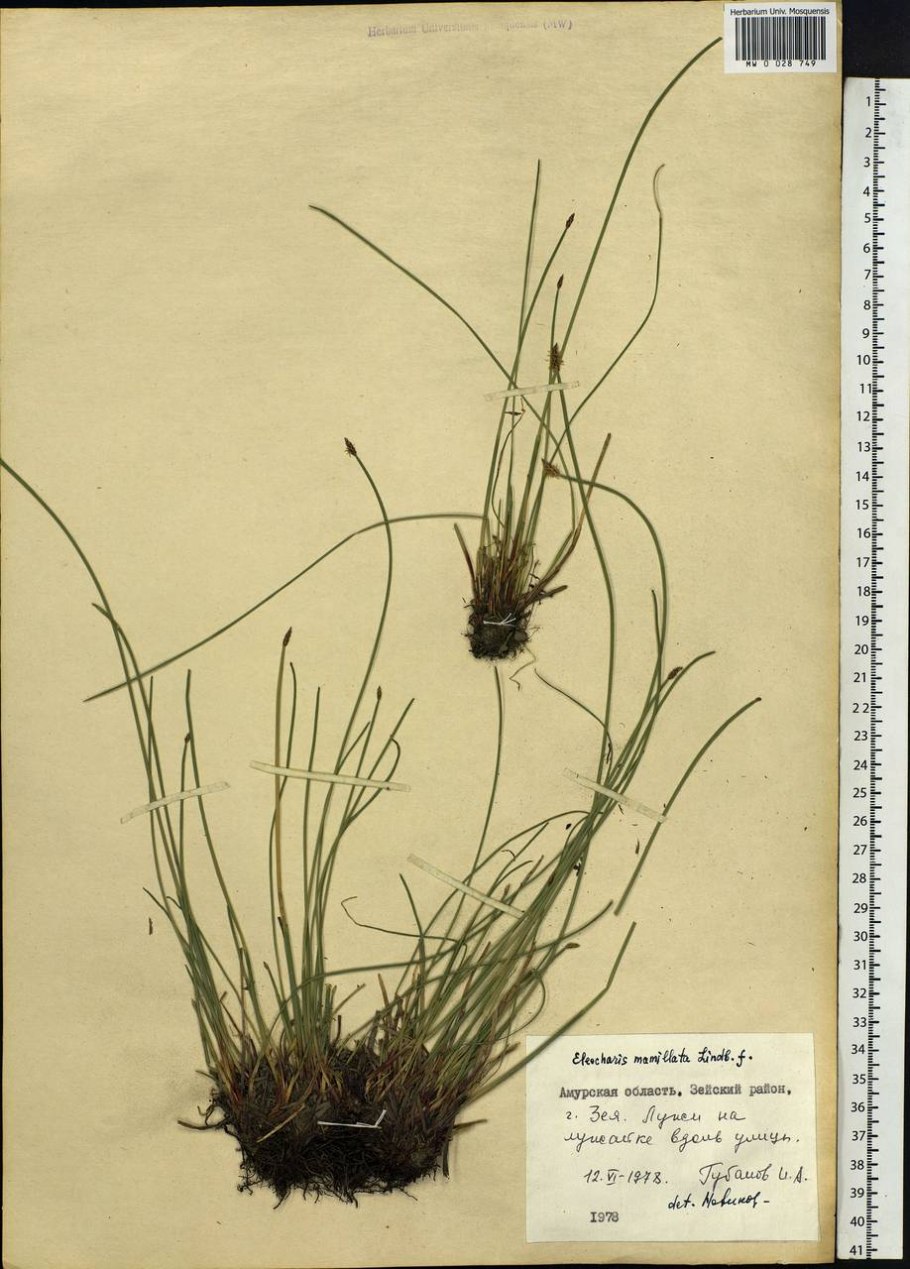 Eleocharis mamillata