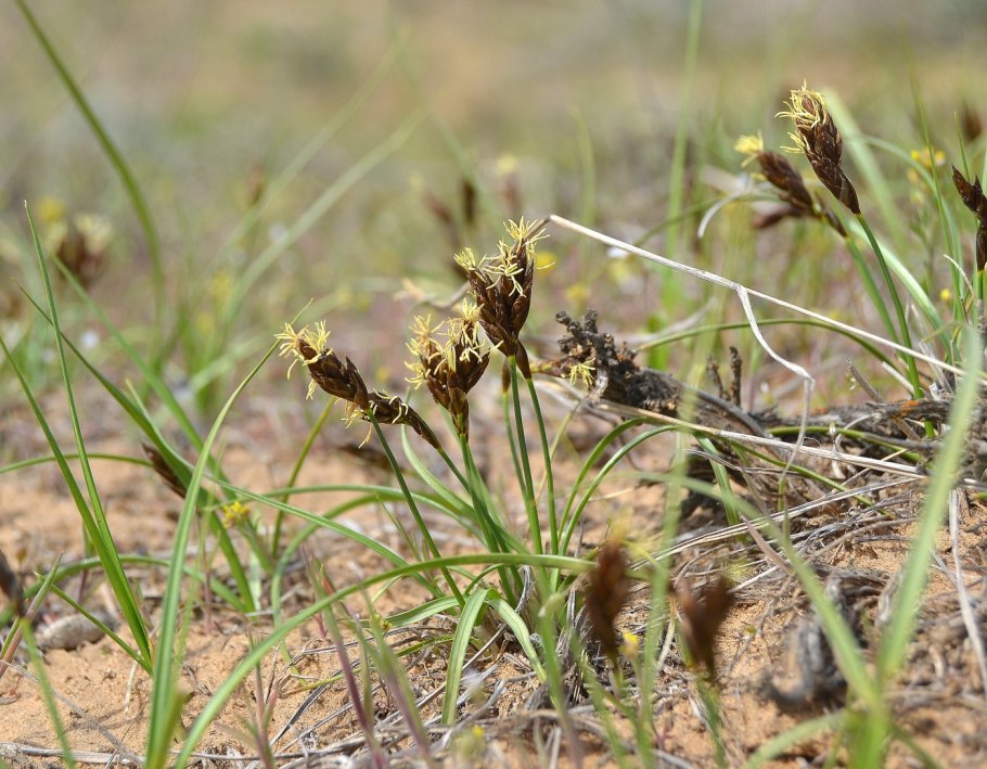 Ситняг болотный Eleocharis palustris