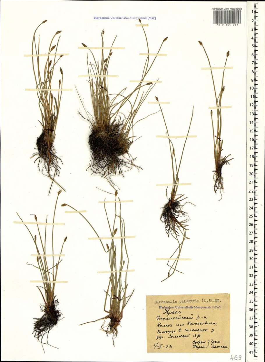 Eleocharis palustris