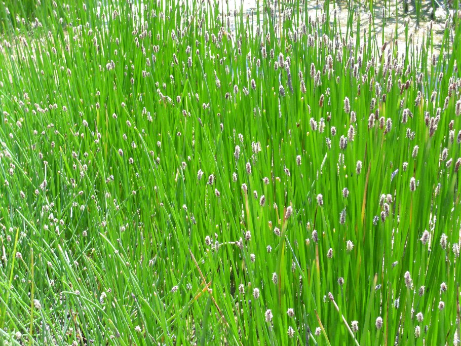 Ситняг болотный