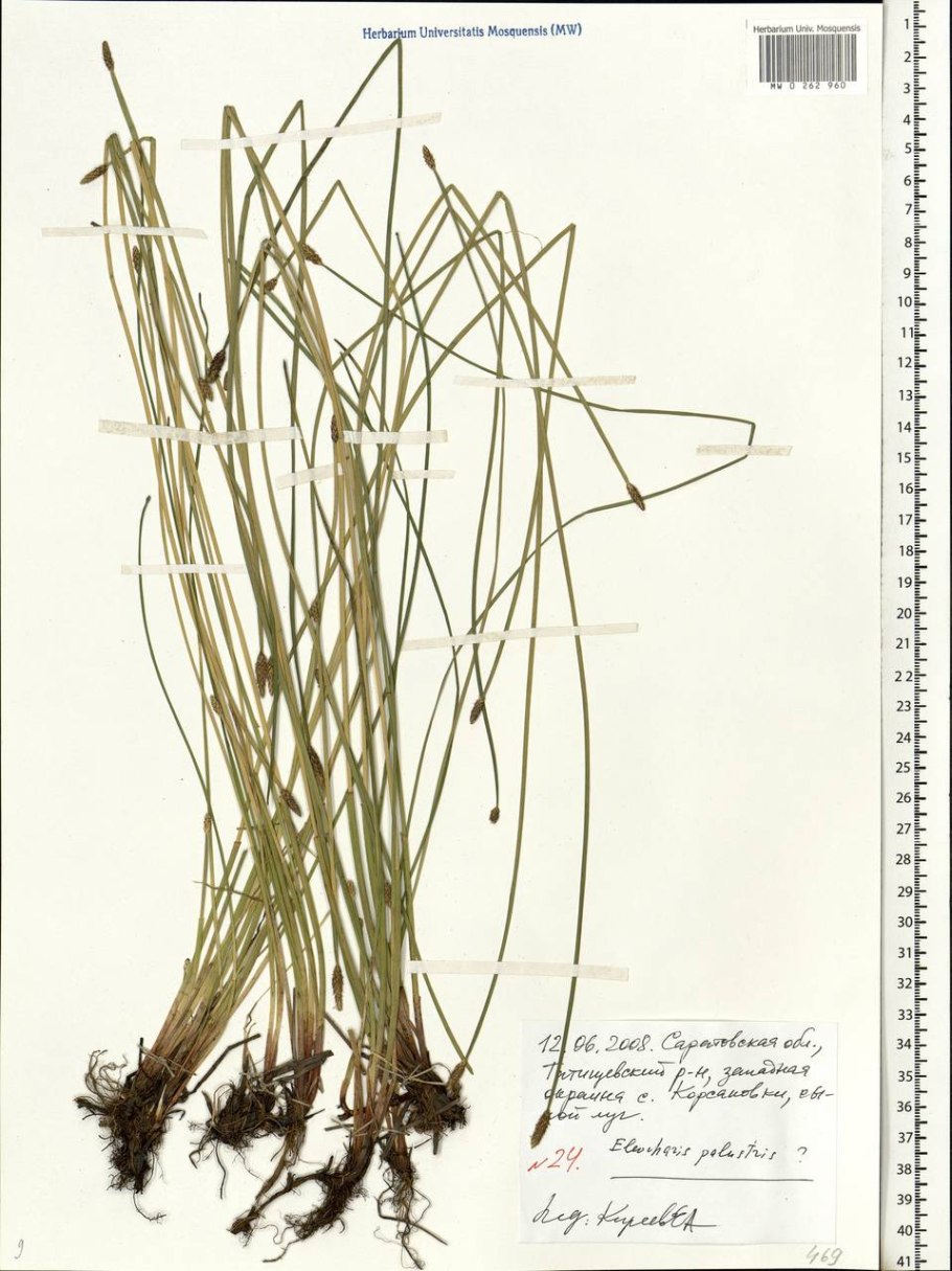 Ситник нитевидный