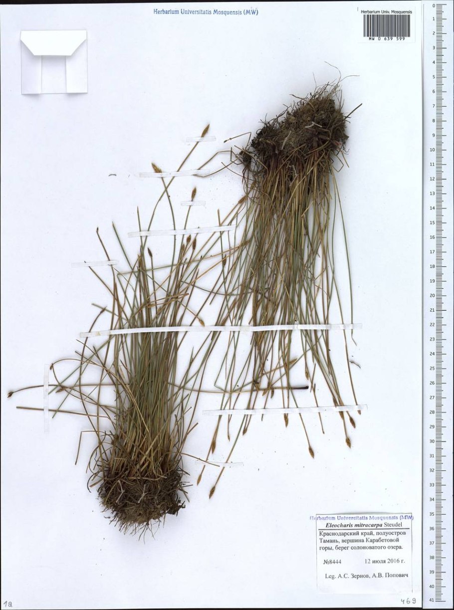 Juncus filiformis