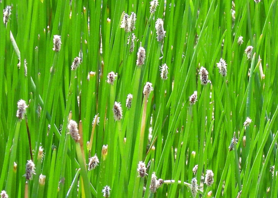 Болотница Жемчужная