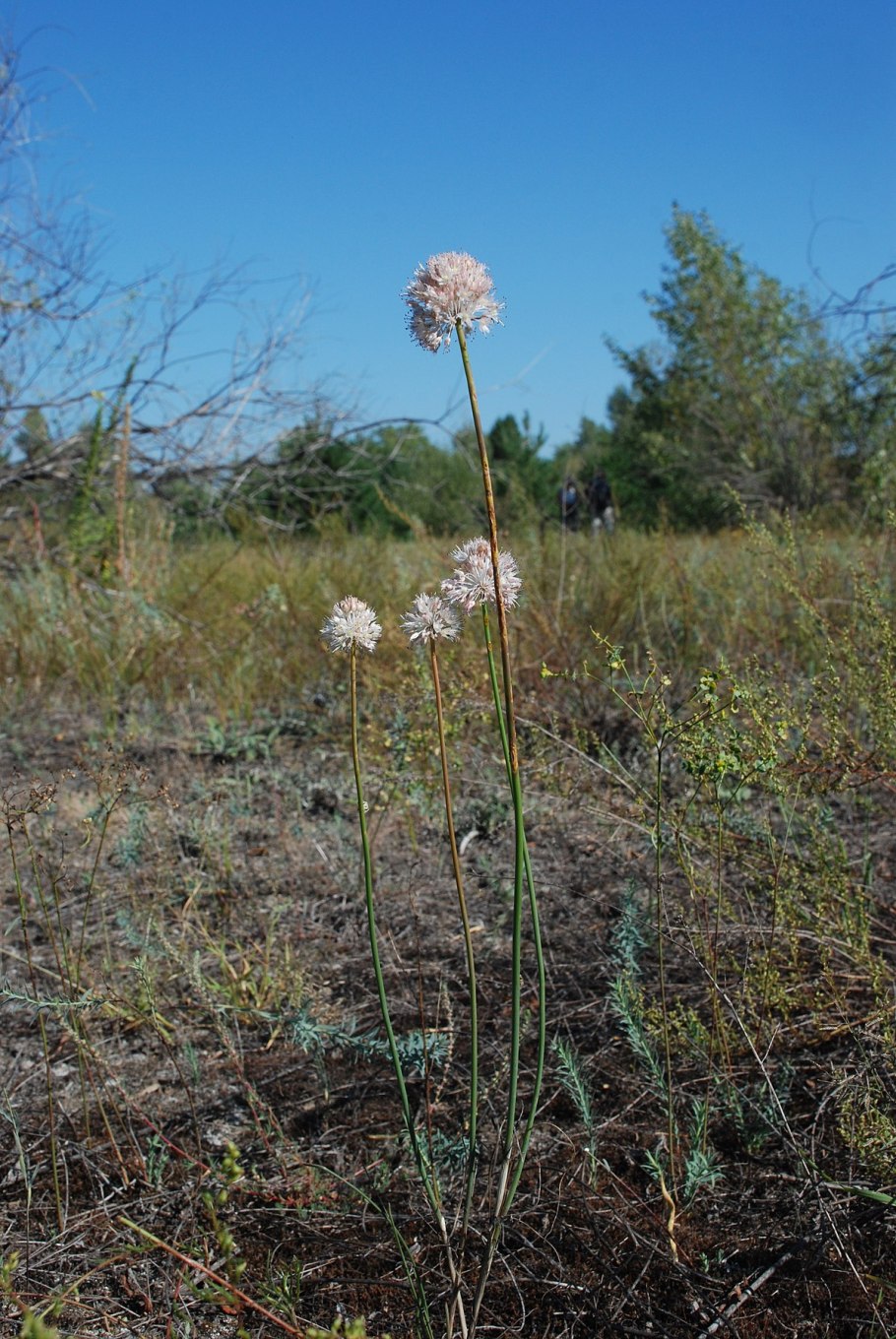 Лук полевой фото