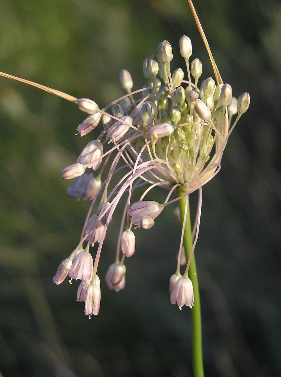 Allium atrosanguineum
