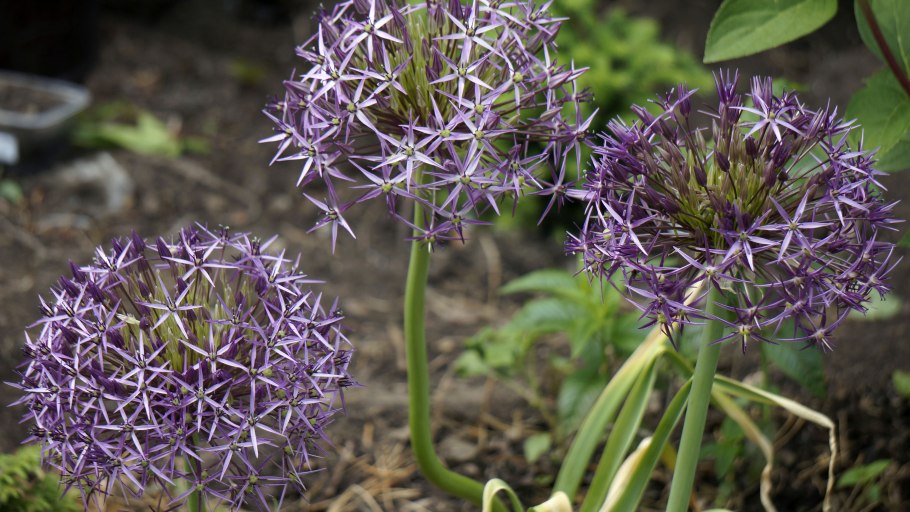 Лук кристофа