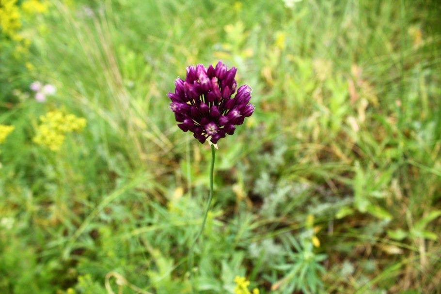 Алпеева Инна Белгород