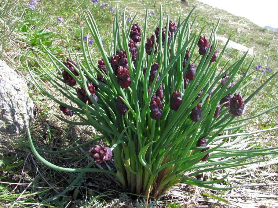 Allium atrosanguineum