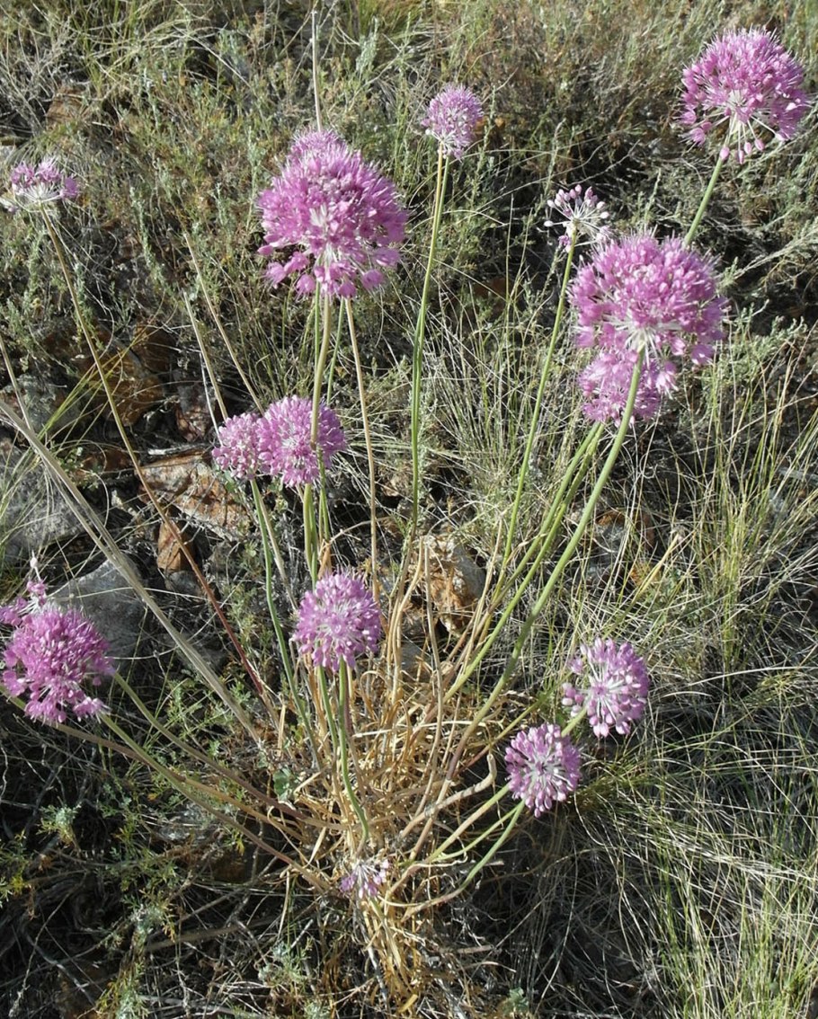 Лук шнитт (Allium schoenoprasum)