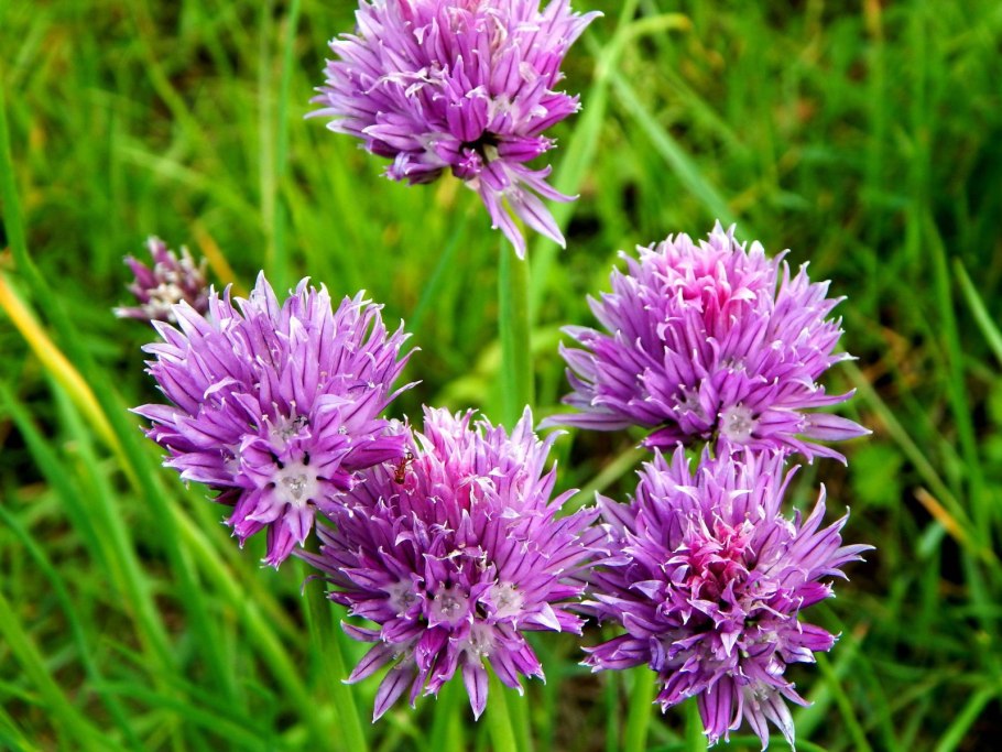 Лук скорода красная книга