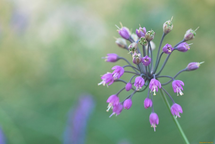 Стрельба из лука олимпиада Узбекистан