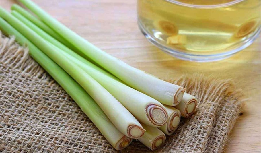 Цимбопогон лимонная трава